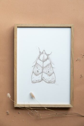 Kunstdruck Nachtfalter